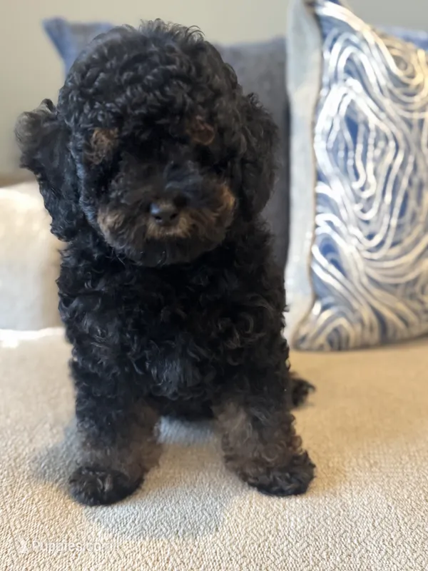 Valentina  – Poodle - Miniature  puppy for sale in Nokomis, FL