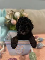 Valentina , a female Poodle - Miniature  for sale in Nokomis, FL – Photo 7 of 8
