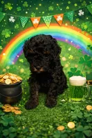 Valentina , a female Poodle - Miniature  for sale in Nokomis, FL – Photo 6 of 8