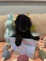 Valentina , a female Poodle - Miniature  for sale in Nokomis, FL – Photo 5 of 8