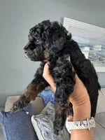 Valentina , a female Poodle - Miniature  for sale in Nokomis, FL – Photo 4 of 8