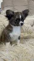 Brinday, a female Chihuahua for sale in Buffalo, NY – 4 of 7