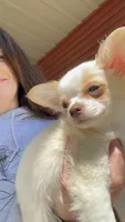 Available, a female Chihuahua for sale in Buffalo, NY – 10 of 10