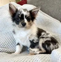 Target, a male Chihuahua for sale in Buffalo, NY – 2 of 2