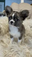 Brinday, a female Chihuahua for sale in Buffalo, NY – 5 of 7