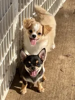 Scholtz, a male Chihuahua for sale in Buffalo, NY – 2 of 3
