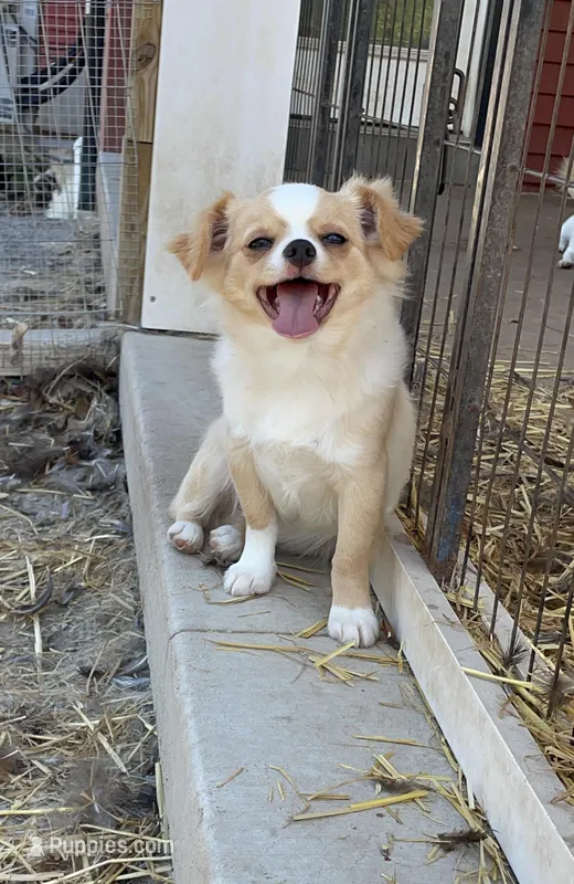 Scholtz – Chihuahua puppy for sale in Buffalo, NY