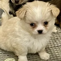 Scholtz, a male Chihuahua for sale in Buffalo, NY – 3 of 3