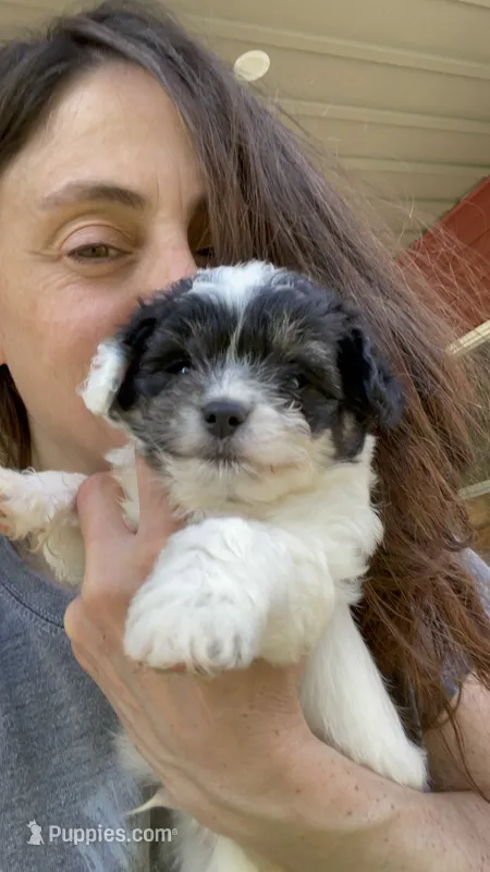 Yawon – Chihuahua, Poodle - Miniature  puppy for sale in Buffalo, NY