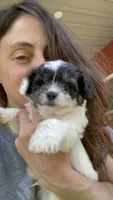 Yawon, a male Chihuahua and Poodle - Miniature  for sale in Buffalo, NY – 1 of 1