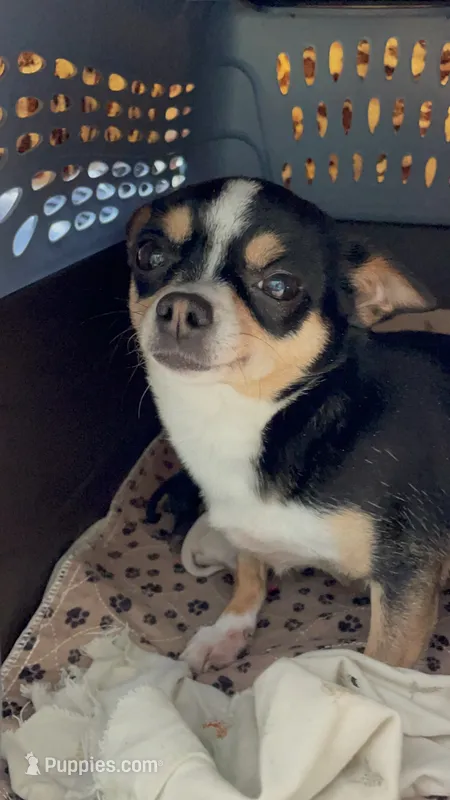 Molly – Chihuahua puppy for sale in Buffalo, NY