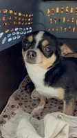 Molly, a female Chihuahua for sale in Buffalo, NY – 1 of 2