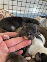Randomi, a female Chihuahua and Poodle - Toy  for sale in Buffalo, NY – 5 of 10