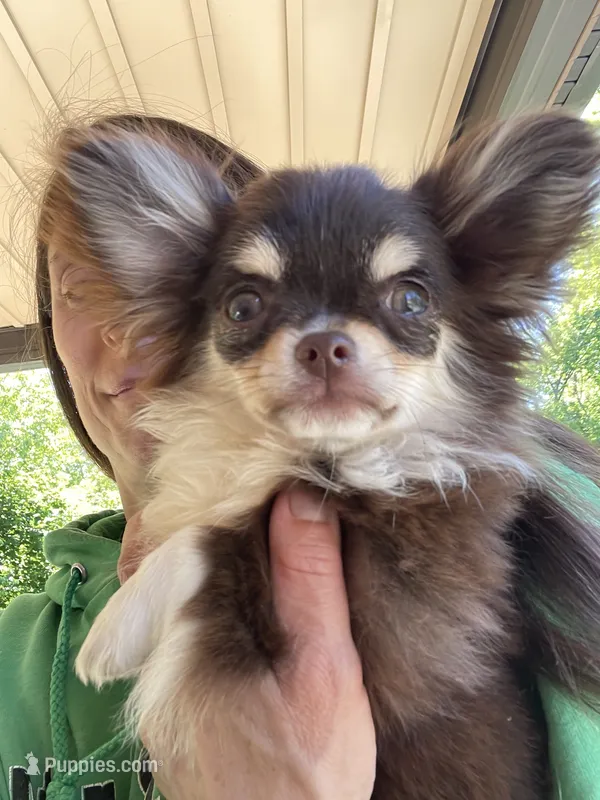 MUST READ LISTING, a female Chihuahua for sale in Buffalo, NY – 1 of 1
