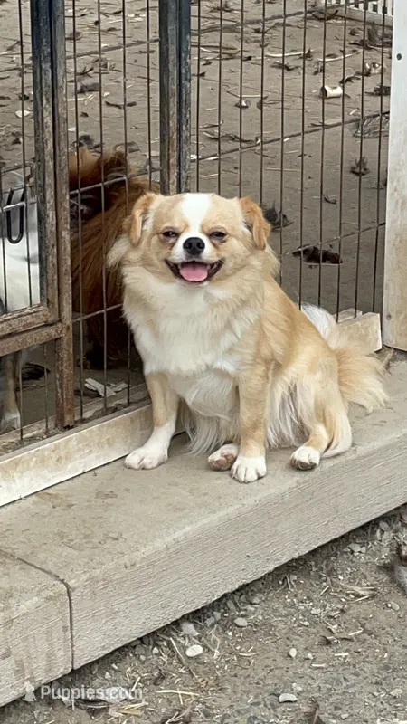 Scholtz – Chihuahua puppy for sale in Buffalo, NY