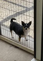 Molly, a female Chihuahua for sale in Buffalo, NY – 2 of 2