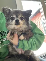 Cindy Lou, a female Chihuahua for sale in Buffalo, NY – 4 of 4