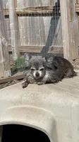 Cindy Lou, a female Chihuahua for sale in Buffalo, NY – 2 of 4