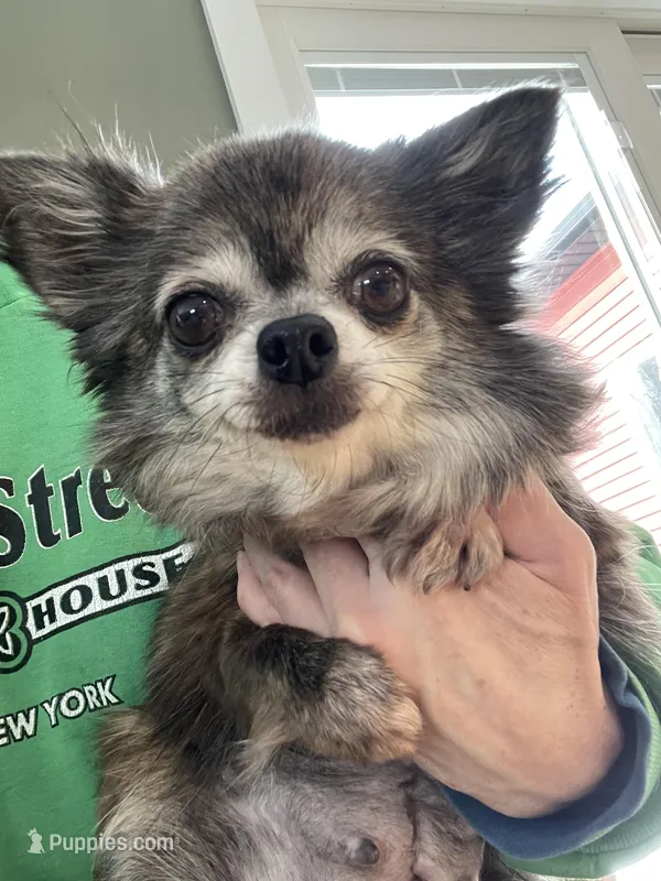 Cindy Lou – Chihuahua puppy for sale in Buffalo, NY