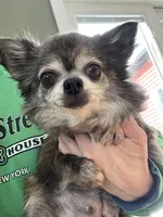 Cindy Lou, a female Chihuahua for sale in Buffalo, NY – 1 of 4