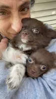 Available, a female Chihuahua for sale in Buffalo, NY – 5 of 10