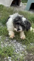 Pedro, a male Chihuahua and Poodle - Miniature  for sale in Buffalo, NY – 7 of 8