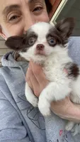 Available, a female Chihuahua for sale in Buffalo, NY – 6 of 10