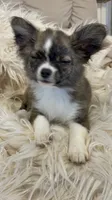 Brinday, a female Chihuahua for sale in Buffalo, NY – 3 of 7