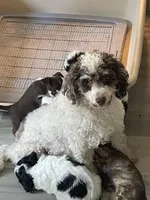 Randomi, a female Chihuahua and Poodle - Toy  for sale in Buffalo, NY – 10 of 10