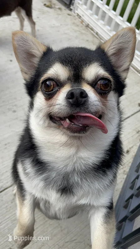 Magooti  – Chihuahua puppy for sale in Buffalo, NY
