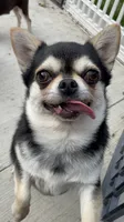Magooti , a female Chihuahua for sale in Buffalo, NY – 1 of 4