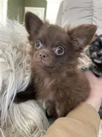 Available, a female Chihuahua for sale in Buffalo, NY – 9 of 10