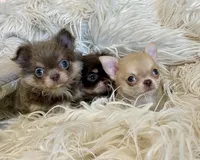 Zola, a female Chihuahua for sale in Buffalo, NY – 3 of 7