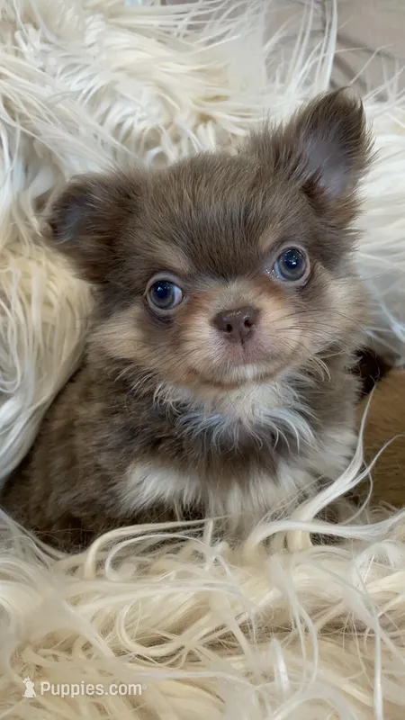 Zola – Chihuahua puppy for sale in Buffalo, NY
