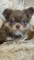 Zola, a female Chihuahua for sale in Buffalo, NY – 6 of 7