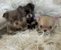Zola, a female Chihuahua for sale in Buffalo, NY – 7 of 7