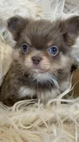Zola, a female Chihuahua for sale in Buffalo, NY – 5 of 7