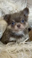 Zola, a female Chihuahua for sale in Buffalo, NY – 4 of 7