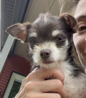 Ruby Tuesday, a female Chihuahua and Poodle - Miniature  for sale in Buffalo, NY – 2 of 7