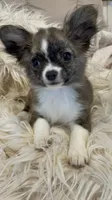 Brinday, a female Chihuahua for sale in Buffalo, NY – 2 of 7