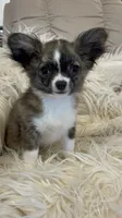 Brinday, a female Chihuahua for sale in Buffalo, NY – 7 of 7
