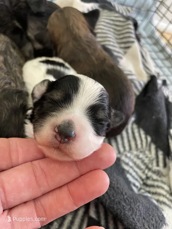 Randomi – Chihuahua, Poodle - Toy  puppy for sale in Buffalo, NY