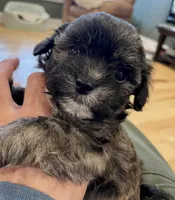 Randomi, a female Chihuahua and Poodle - Toy  for sale in Buffalo, NY – 9 of 10