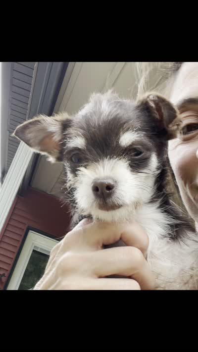 Ruby Tuesday, a female Chihuahua and Poodle - Miniature  for sale in Buffalo, NY – 7 of 7