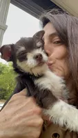Ruby Tuesday, a female Chihuahua and Poodle - Miniature  for sale in Buffalo, NY – 4 of 7
