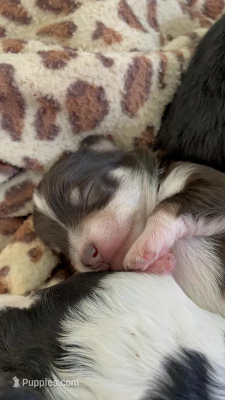 Randomi – Chihuahua, Poodle - Toy  puppy for sale in Buffalo, NY