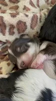Randomi, a female Chihuahua and Poodle - Toy  for sale in Buffalo, NY – 1 of 1