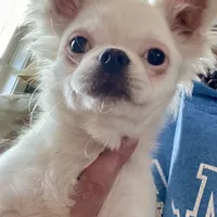 Bumble, a male Chihuahua for sale in Buffalo, NY – 1 of 1