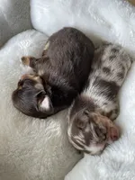 Tyson, a male Chihuahua for sale in Buffalo, NY – Photo 5 of 10