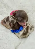 Tyson, a male Chihuahua for sale in Buffalo, NY – Photo 4 of 10